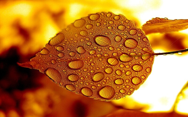 Autumn Leaf with Water Droplets — Gold