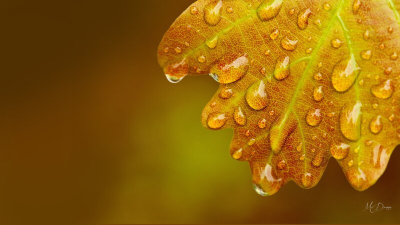Autumn Leaf with Water Droplets — Green