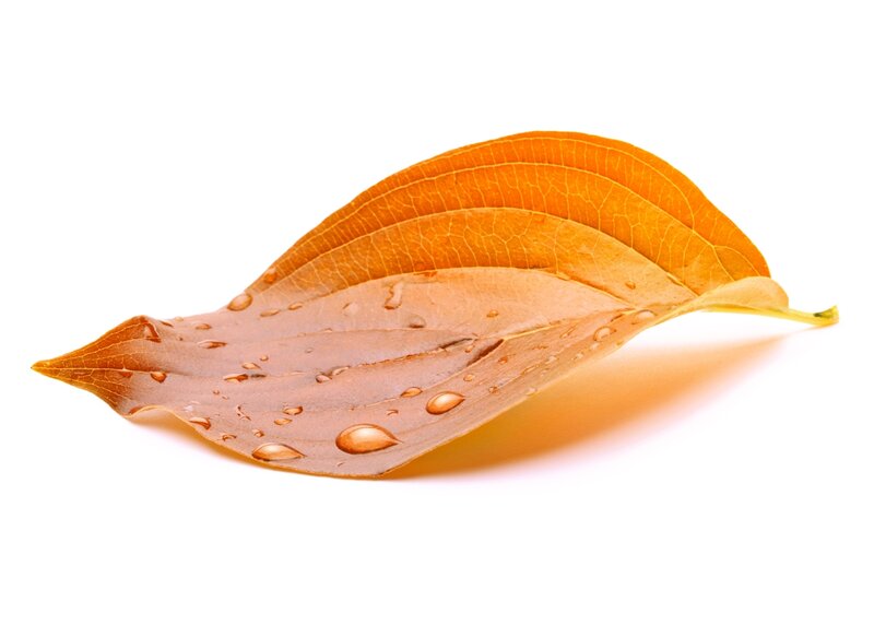 Autumn Leaf with Water Droplets — Orange, Calm
