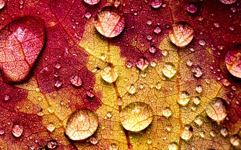 Autumn Leaf with Water Droplets — Red, Calm