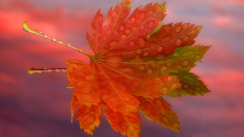 Autumn Leaf with Water Droplets — Red, Serene, Photograph