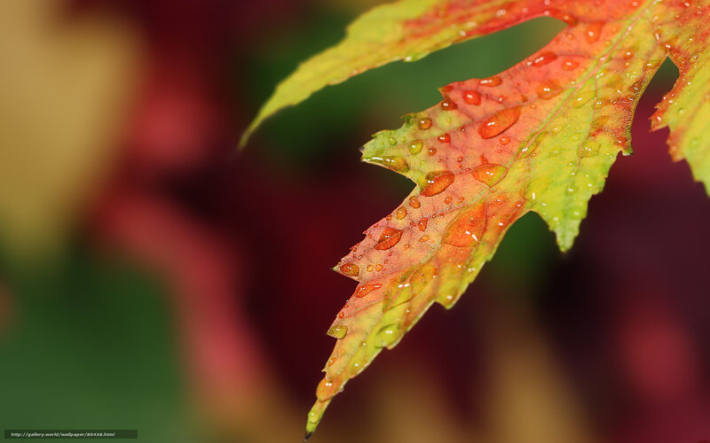 Autumn Leaf with Water Droplets — Red, Serene