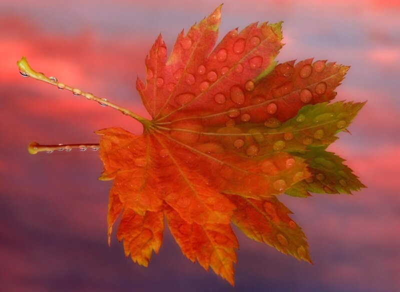 Autumn Leaf with Water Droplets — Red