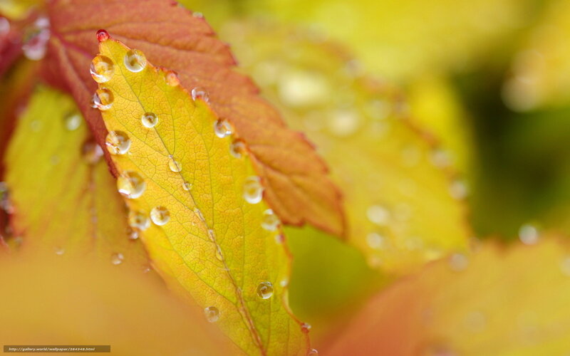 Autumn Leaf with Water Droplets — Yellow, Serene
