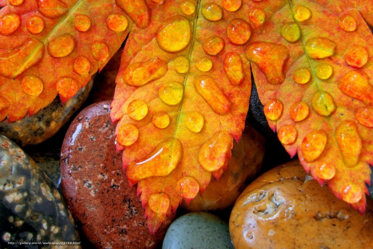 Autumn leaf with water droplets