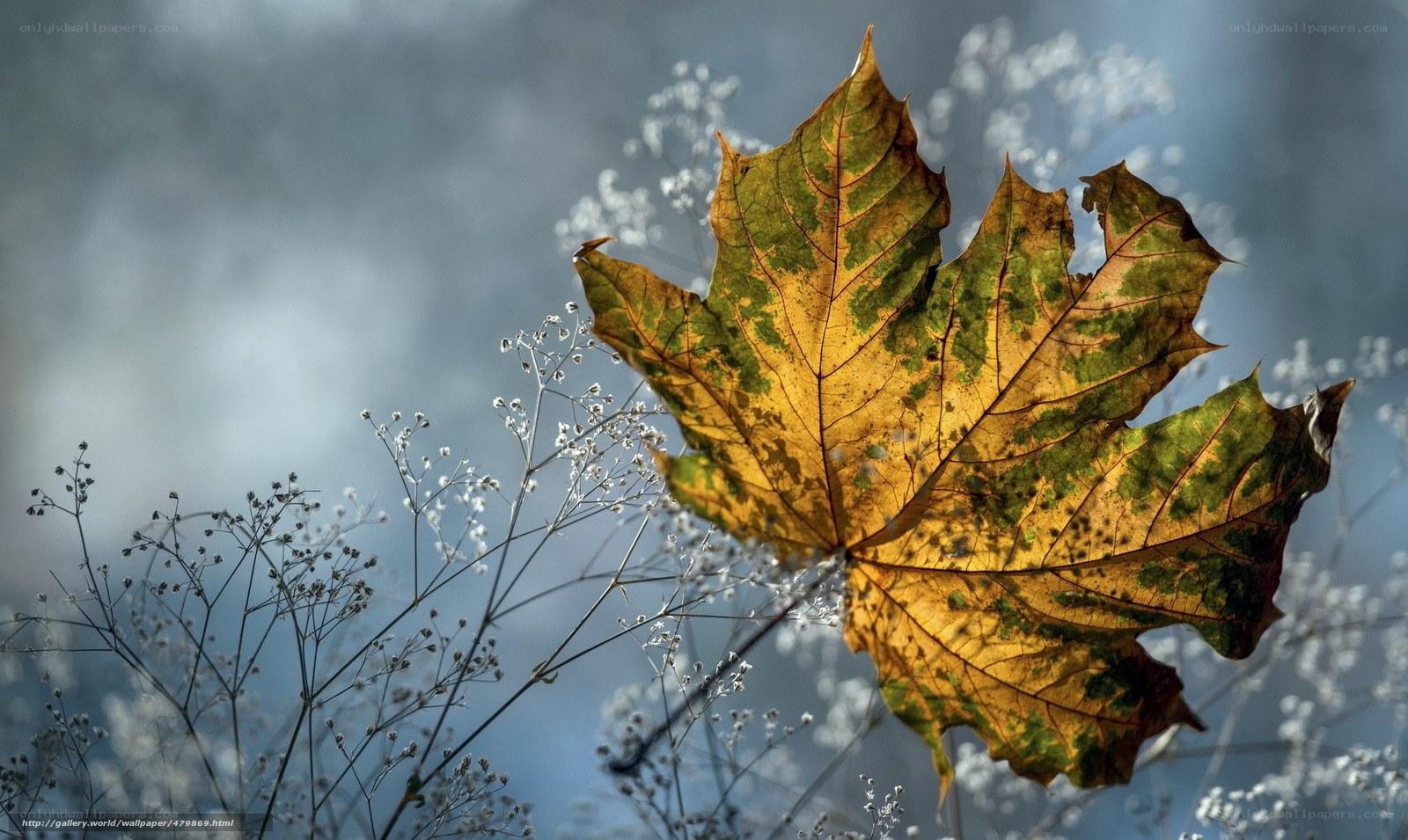 Autumn leaf with wildflowers