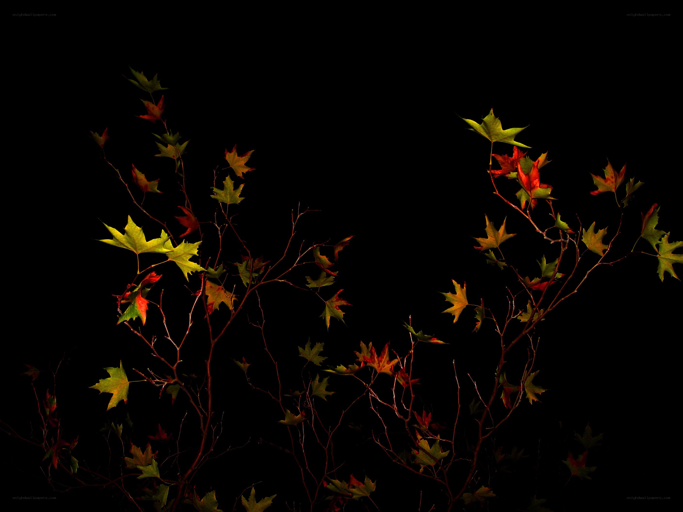 Autumn leaves against black