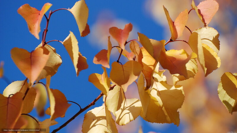 Autumn leaves against blue sky
