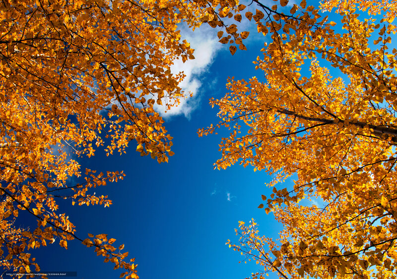 Autumn leaves against blue sky