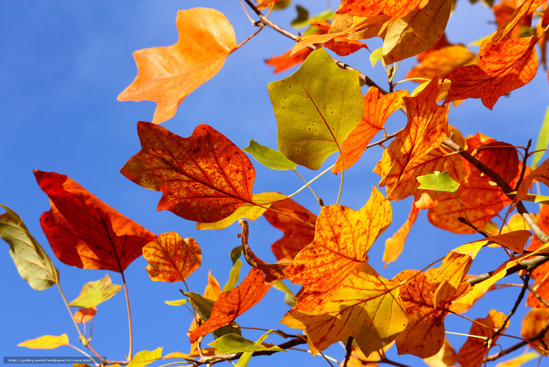 Autumn leaves against blue sky