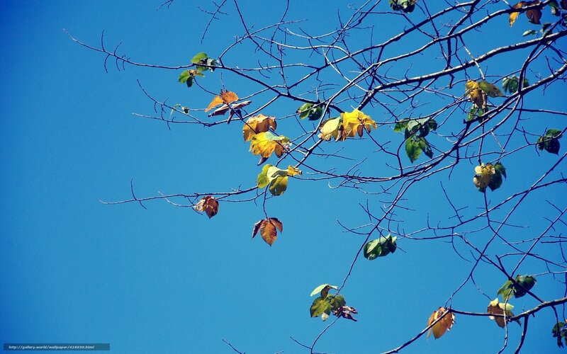 Autumn leaves against blue sky