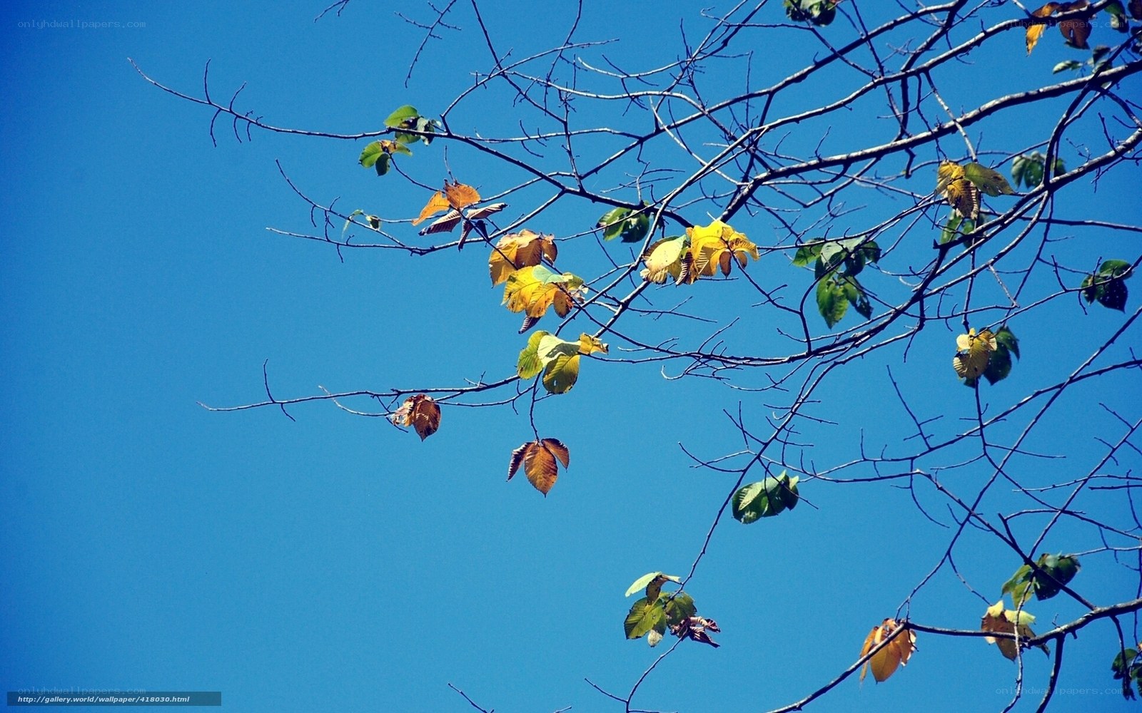 Autumn leaves against blue sky