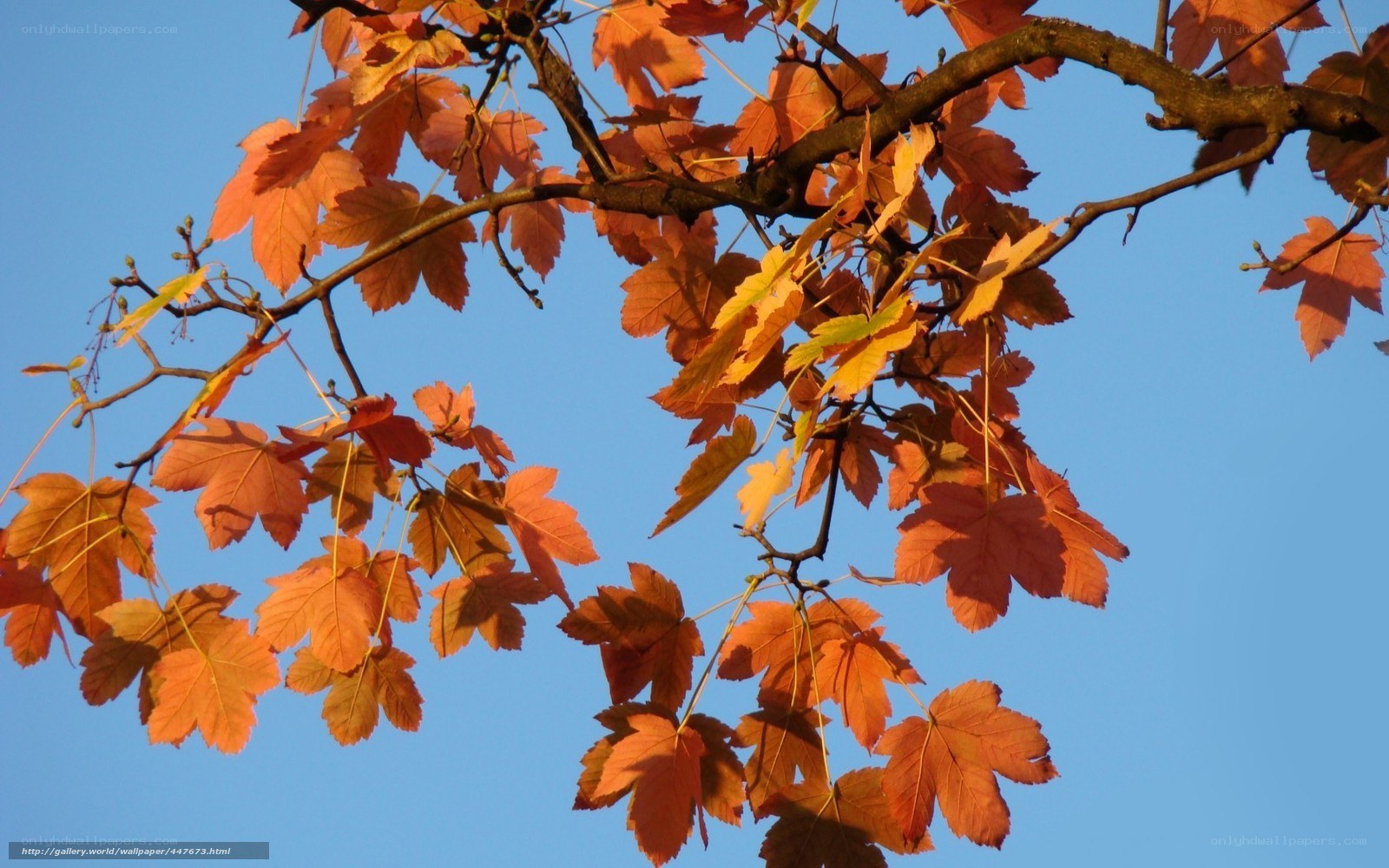 Autumn leaves against blue sky