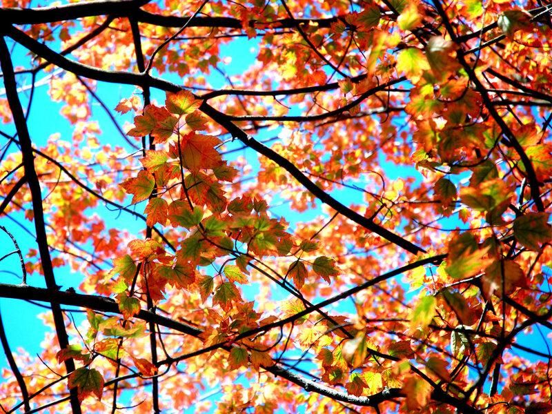 Autumn leaves against blue sky