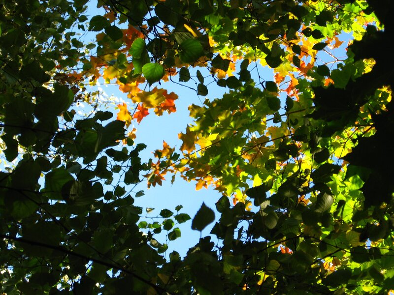autumn leaves against blue sky