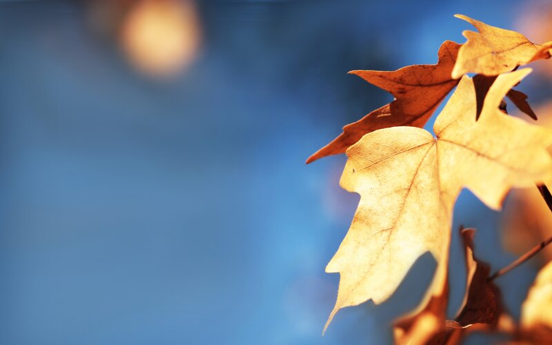 Autumn leaves against blue sky