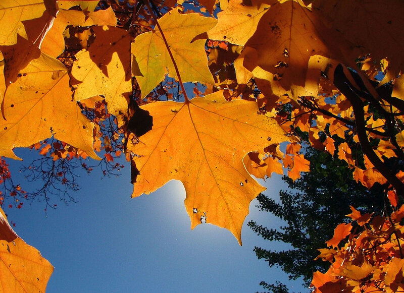 autumn leaves against blue sky
