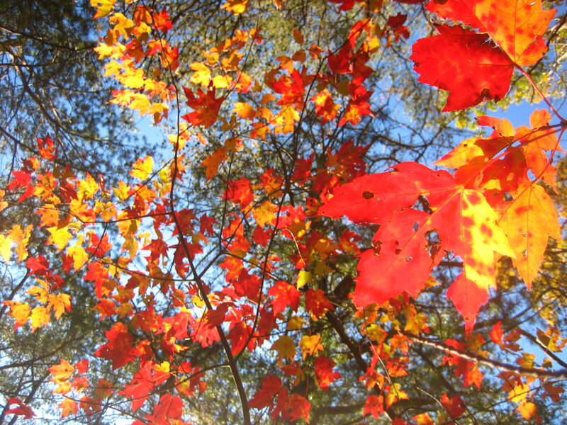 Autumn leaves against blue sky