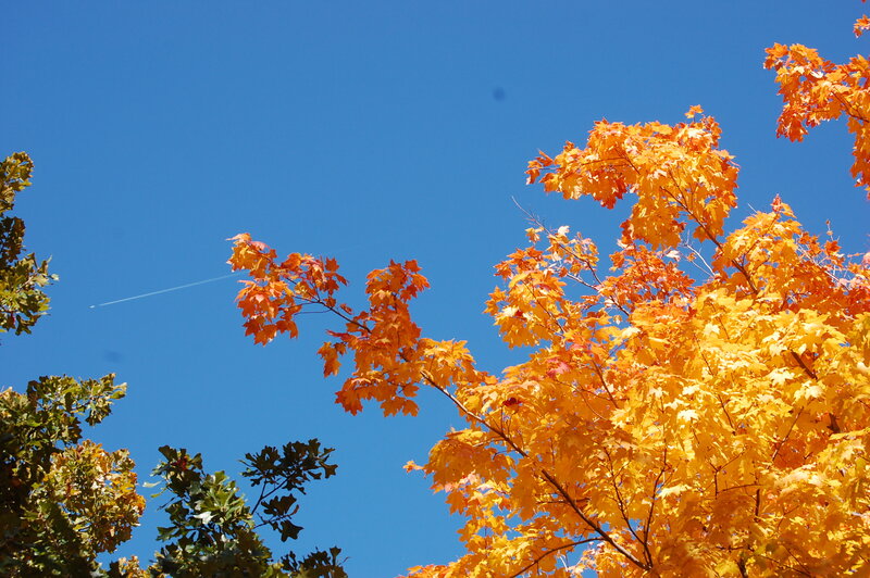 Autumn leaves against blue sky
