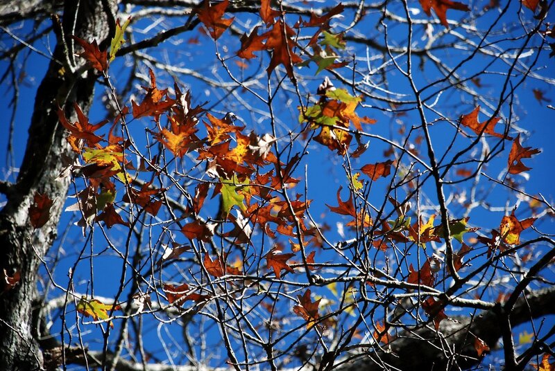 Autumn leaves against blue sky