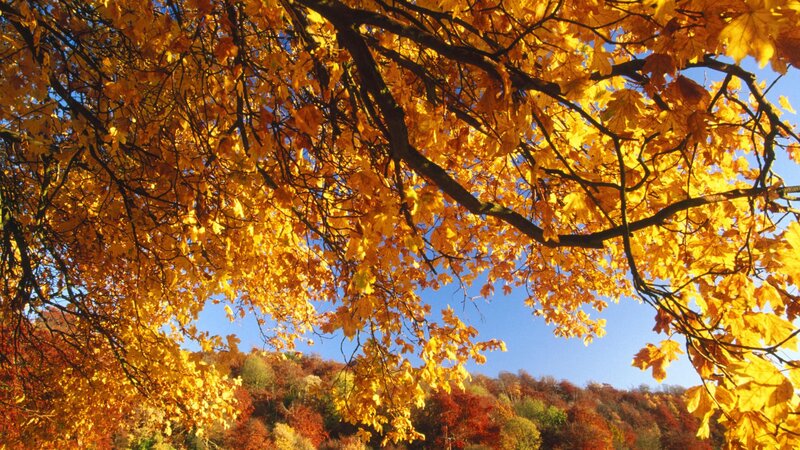 Autumn leaves against blue sky