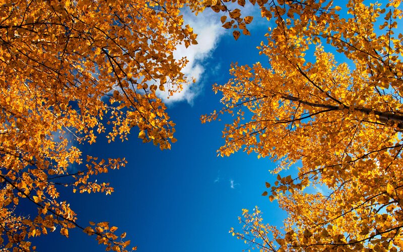 Autumn leaves against blue sky