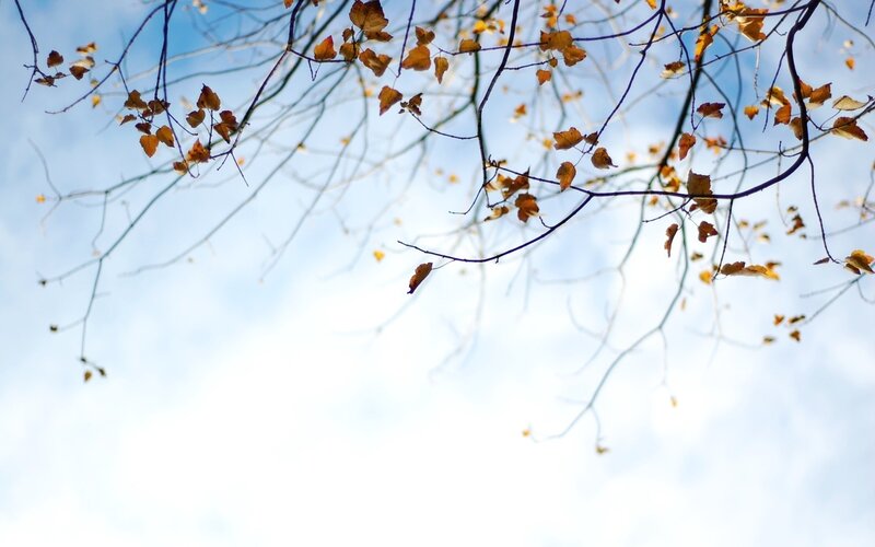 autumn leaves against blue sky