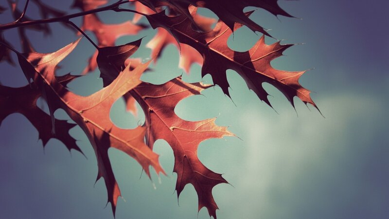 autumn leaves against blue sky