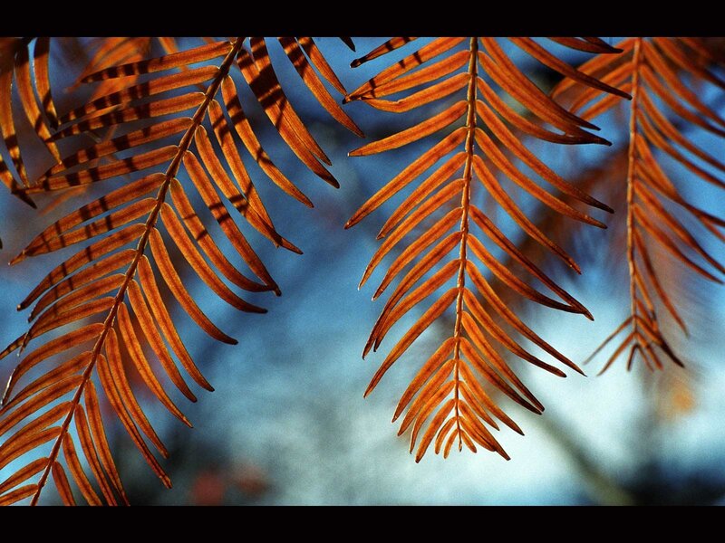 Autumn leaves against blue sky