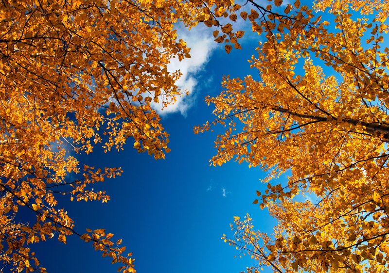 Autumn leaves against blue sky