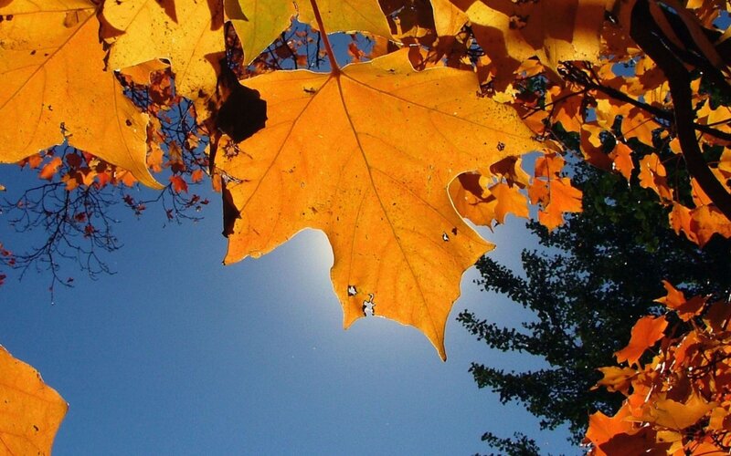 Autumn leaves against blue sky