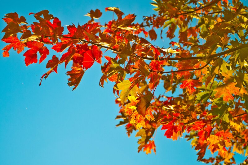 Autumn leaves against blue sky