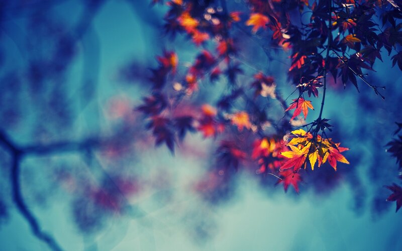 autumn leaves against blue sky