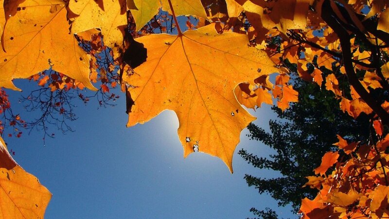 Autumn leaves against blue sky