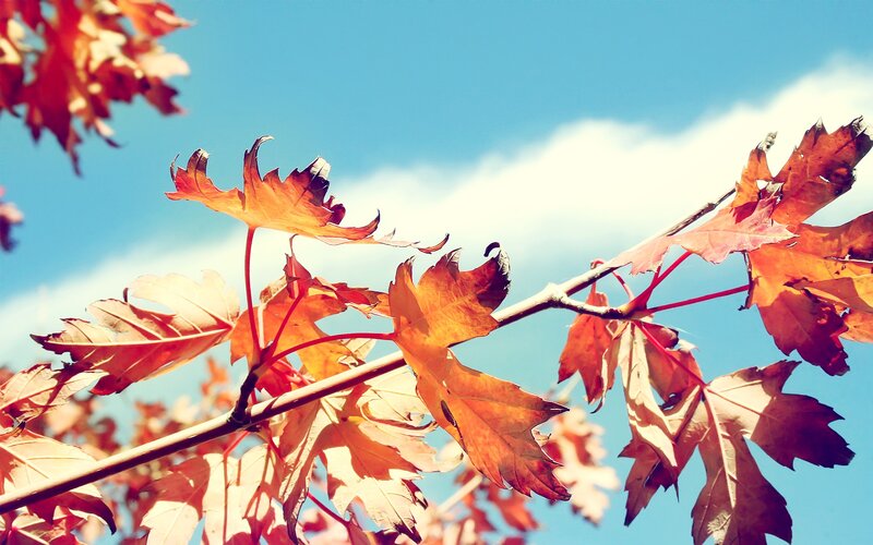 autumn leaves against blue sky