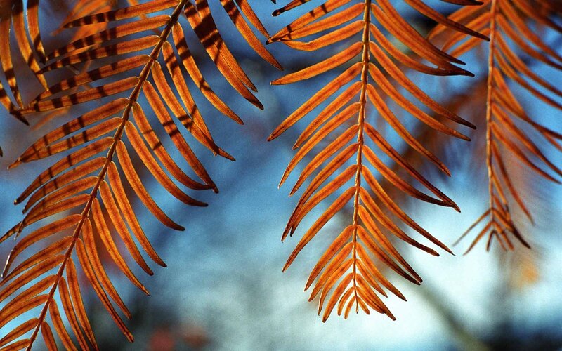 autumn leaves against blue sky