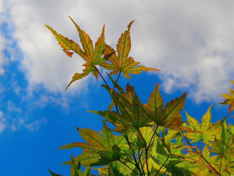 Autumn leaves against blue sky