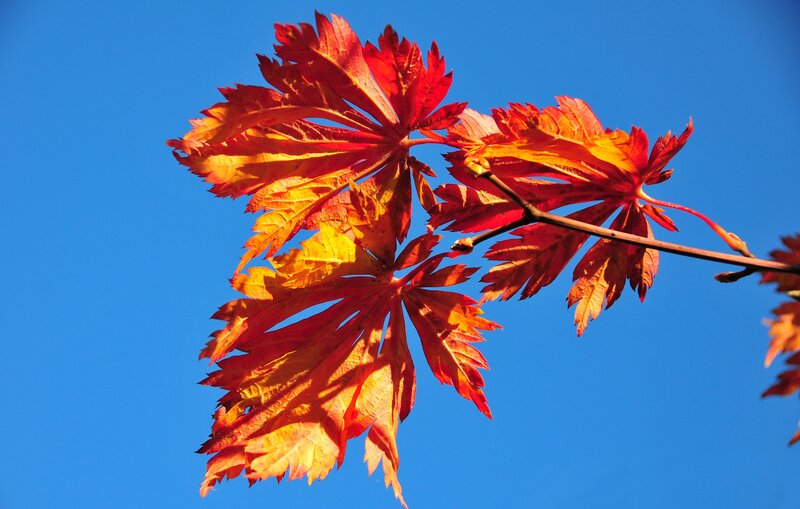 Autumn leaves against blue sky