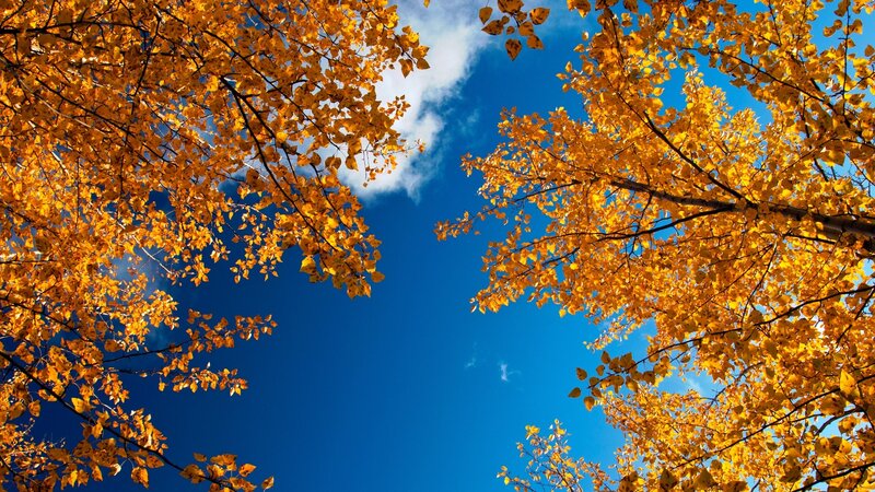 Autumn leaves against blue sky