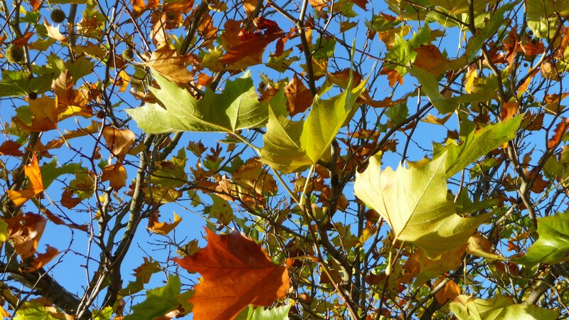 Autumn leaves against blue sky