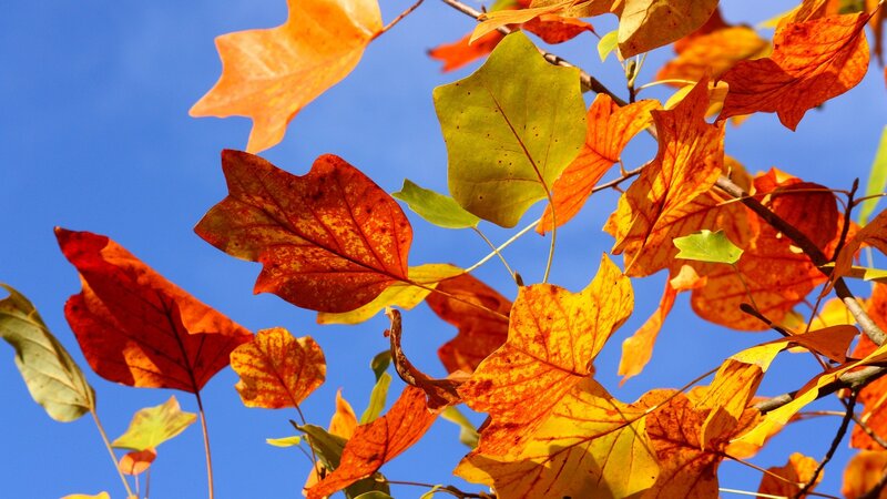 Autumn leaves against blue sky
