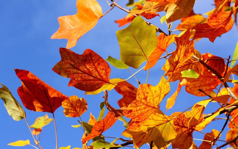 autumn leaves against blue sky