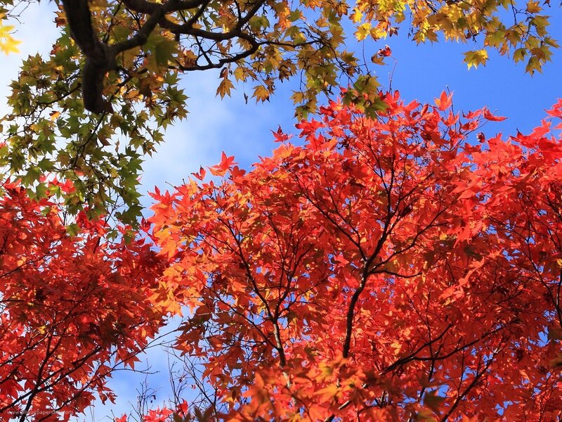 Autumn leaves against blue sky