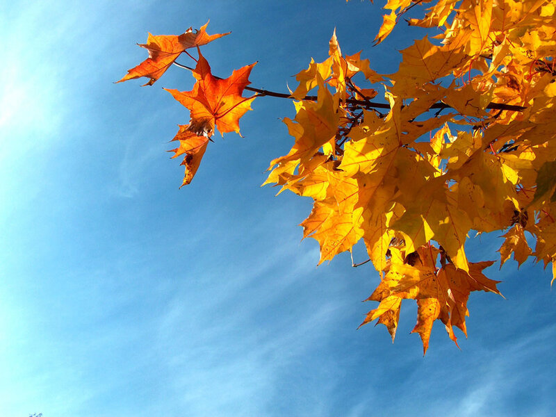 Autumn leaves against blue sky