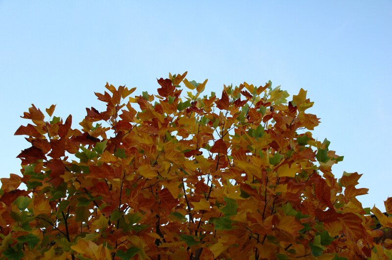 Autumn leaves against blue sky