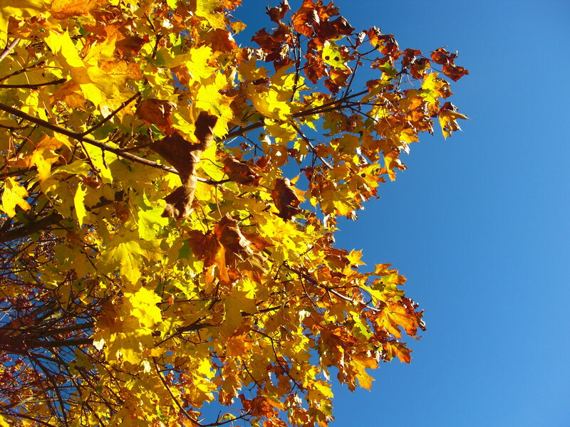 Autumn leaves against blue sky