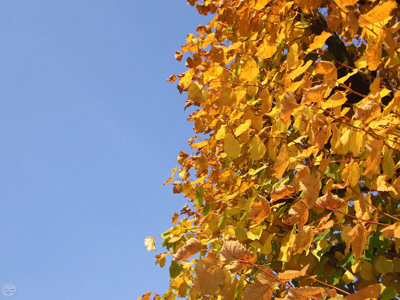 Autumn leaves against blue sky