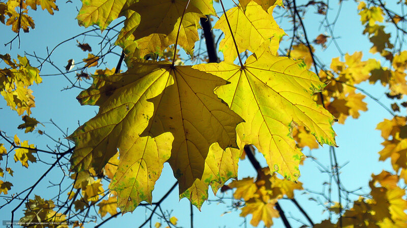 Autumn leaves against blue sky