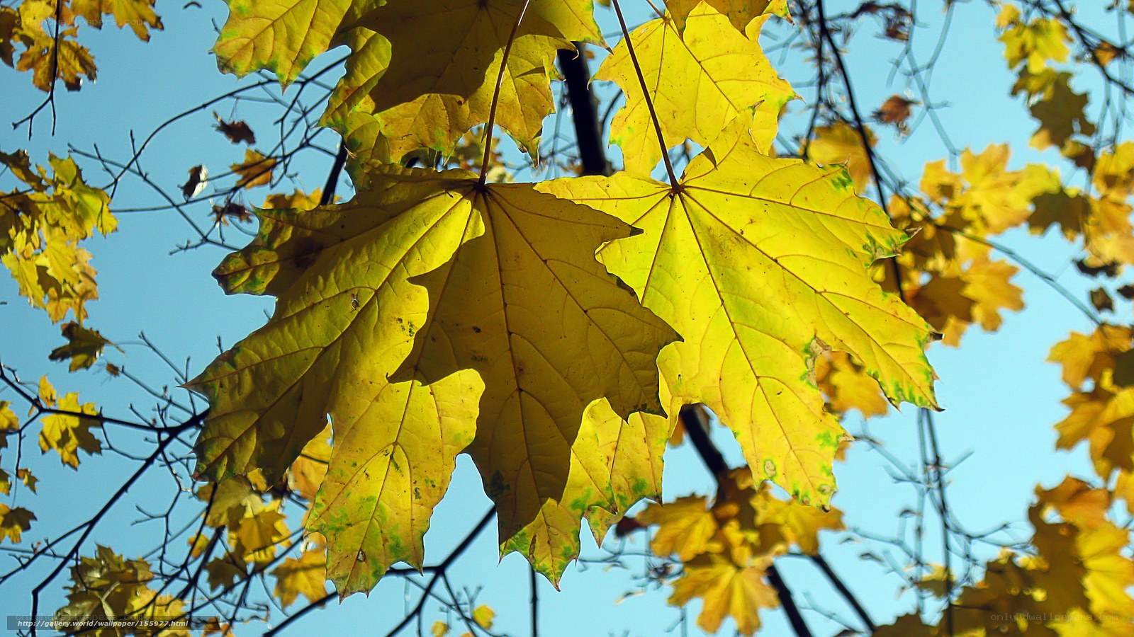 Autumn leaves against blue sky