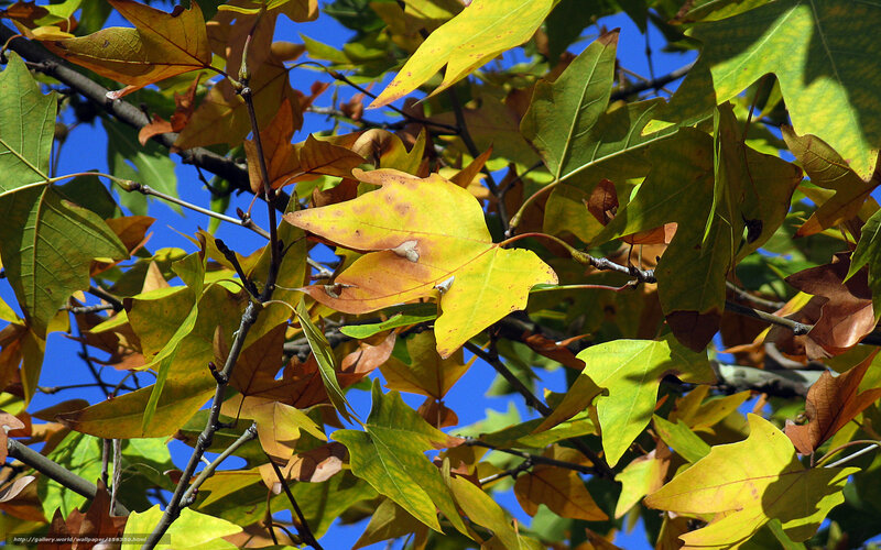Autumn leaves against blue sky